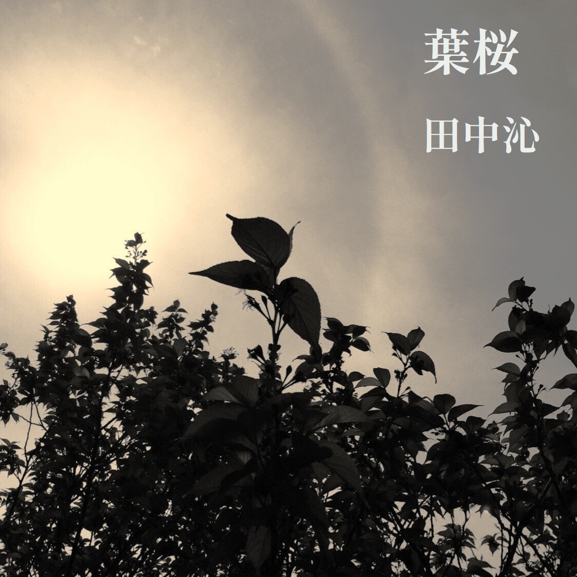 葉桜 ジャケット